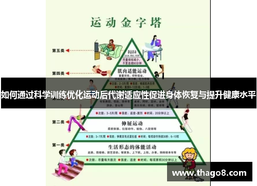 如何通过科学训练优化运动后代谢适应性促进身体恢复与提升健康水平